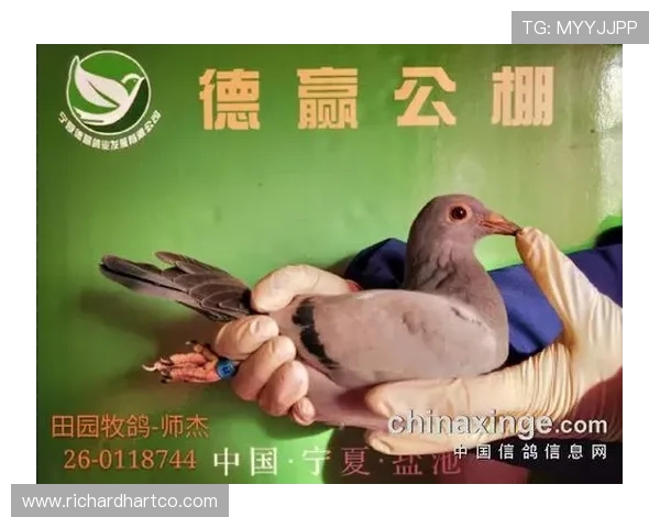 德赢集团网址导航大全，提供多渠道快速进入德赢集团官方网站的详细方法